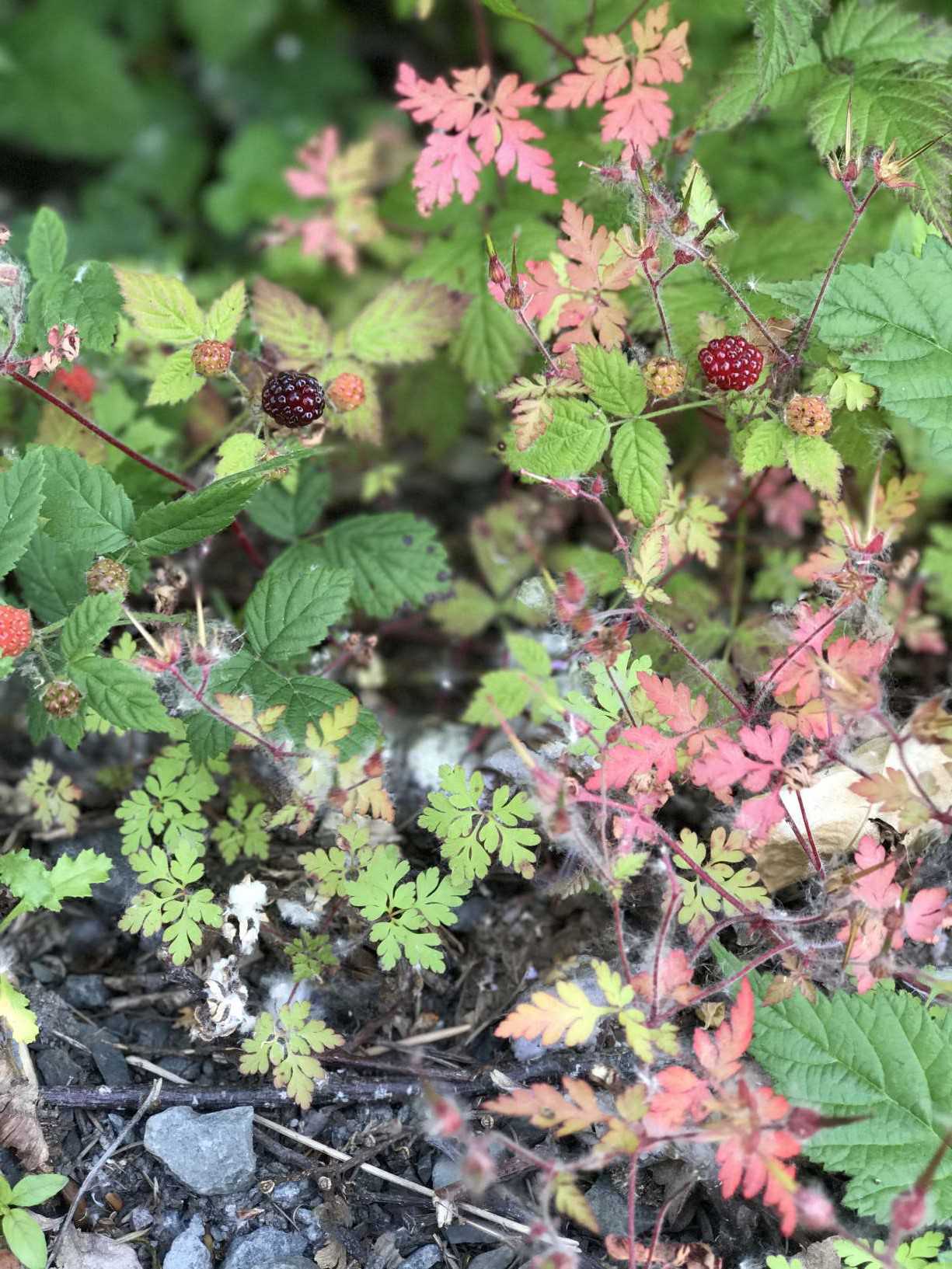 Colorful berries