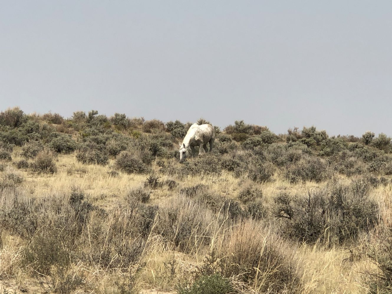 Sand wash basin wild horses 1