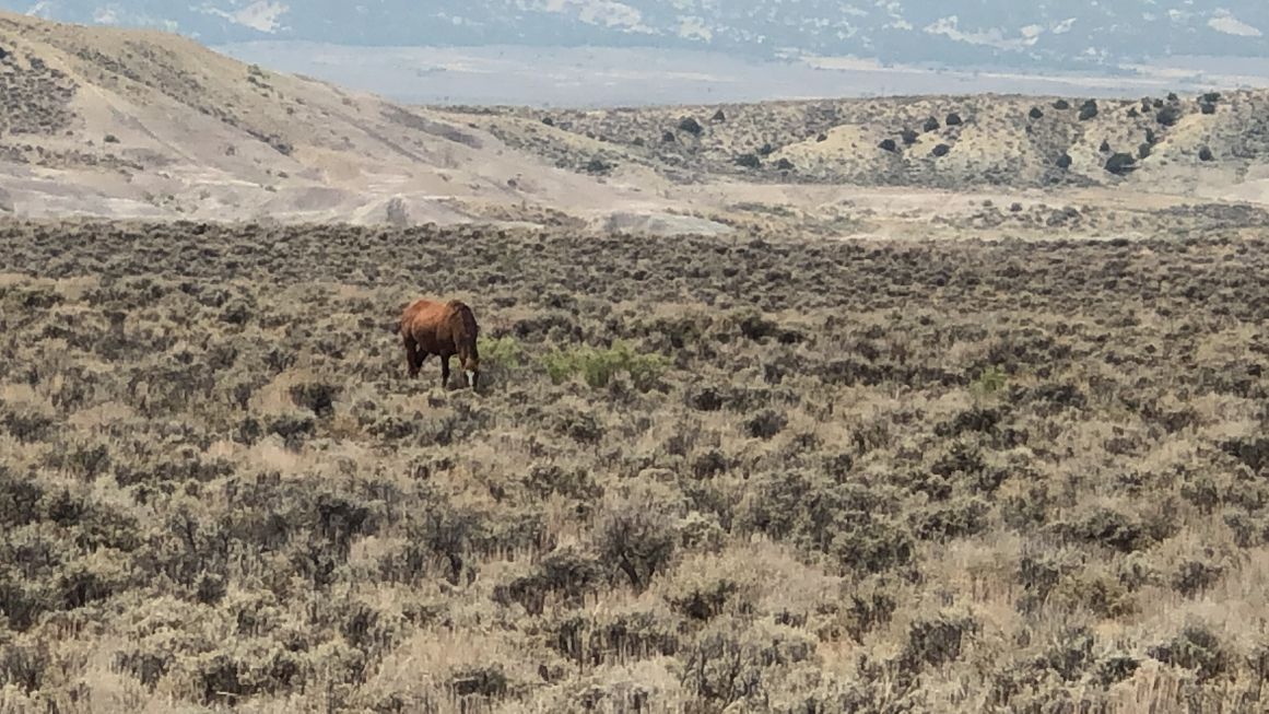Sand wash basin wild horses 3